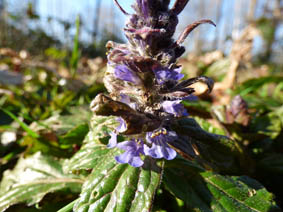 Ajuga pyramidalis